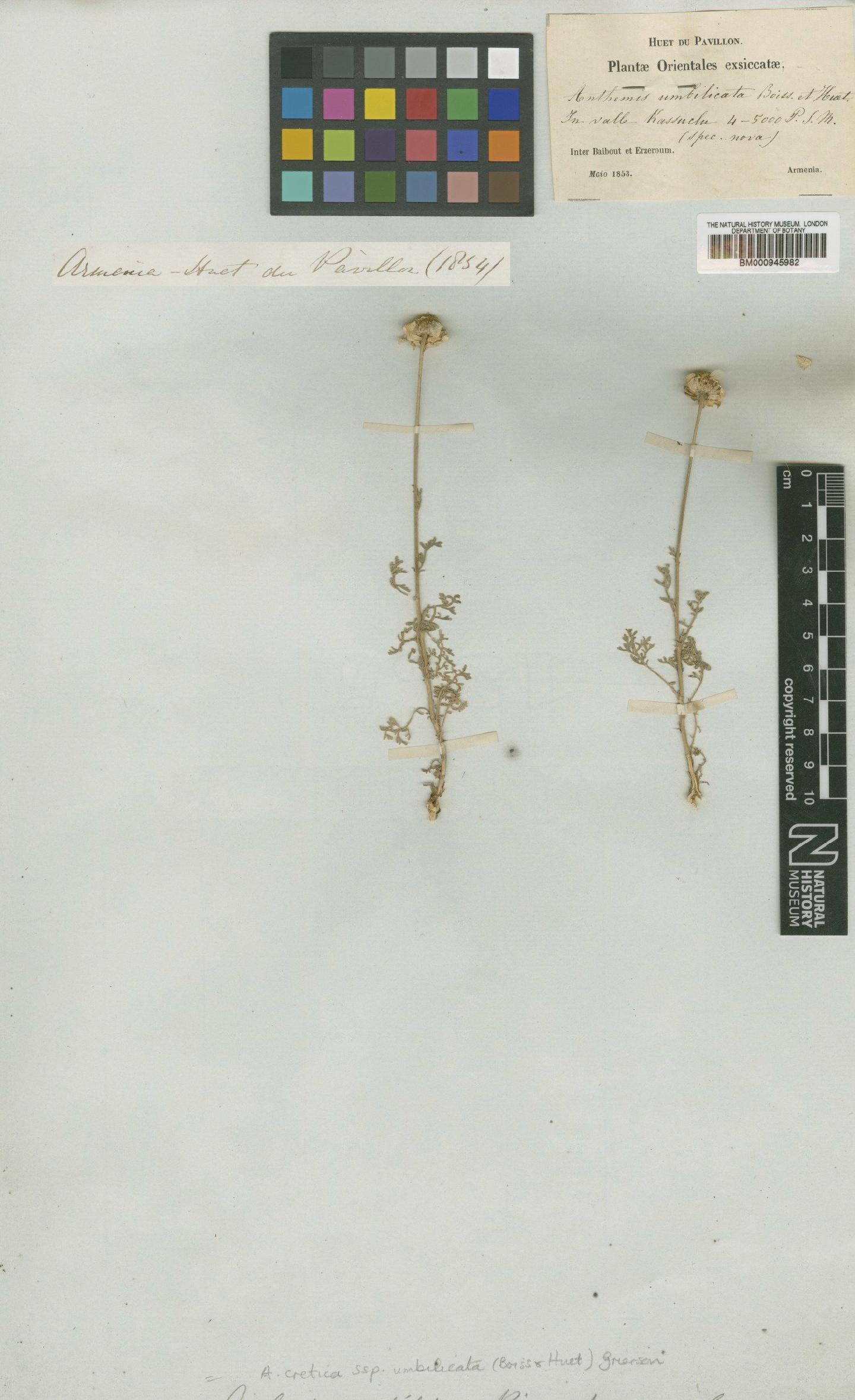 To NHMUK collection (Anthemis cretica subsp. umbilicata (Boiss. & A.Huet) Grierson; Type; NHMUK:ecatalogue:474229)