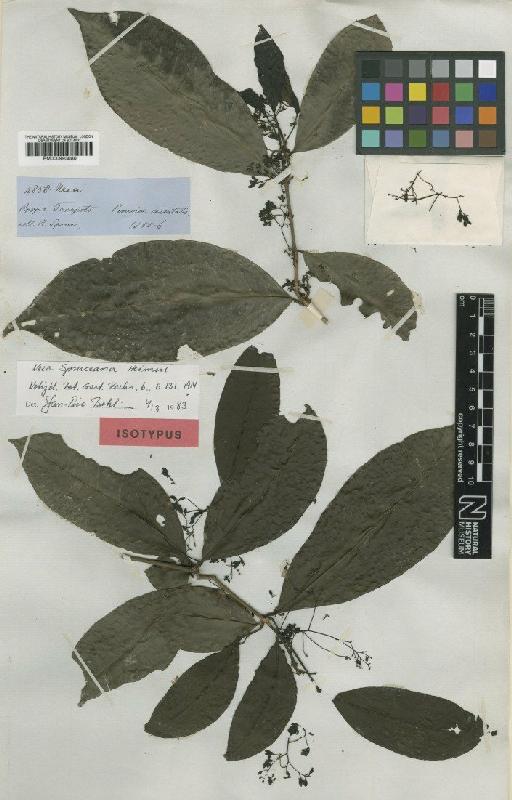 Neea spruceana Heimerl - BM000993080