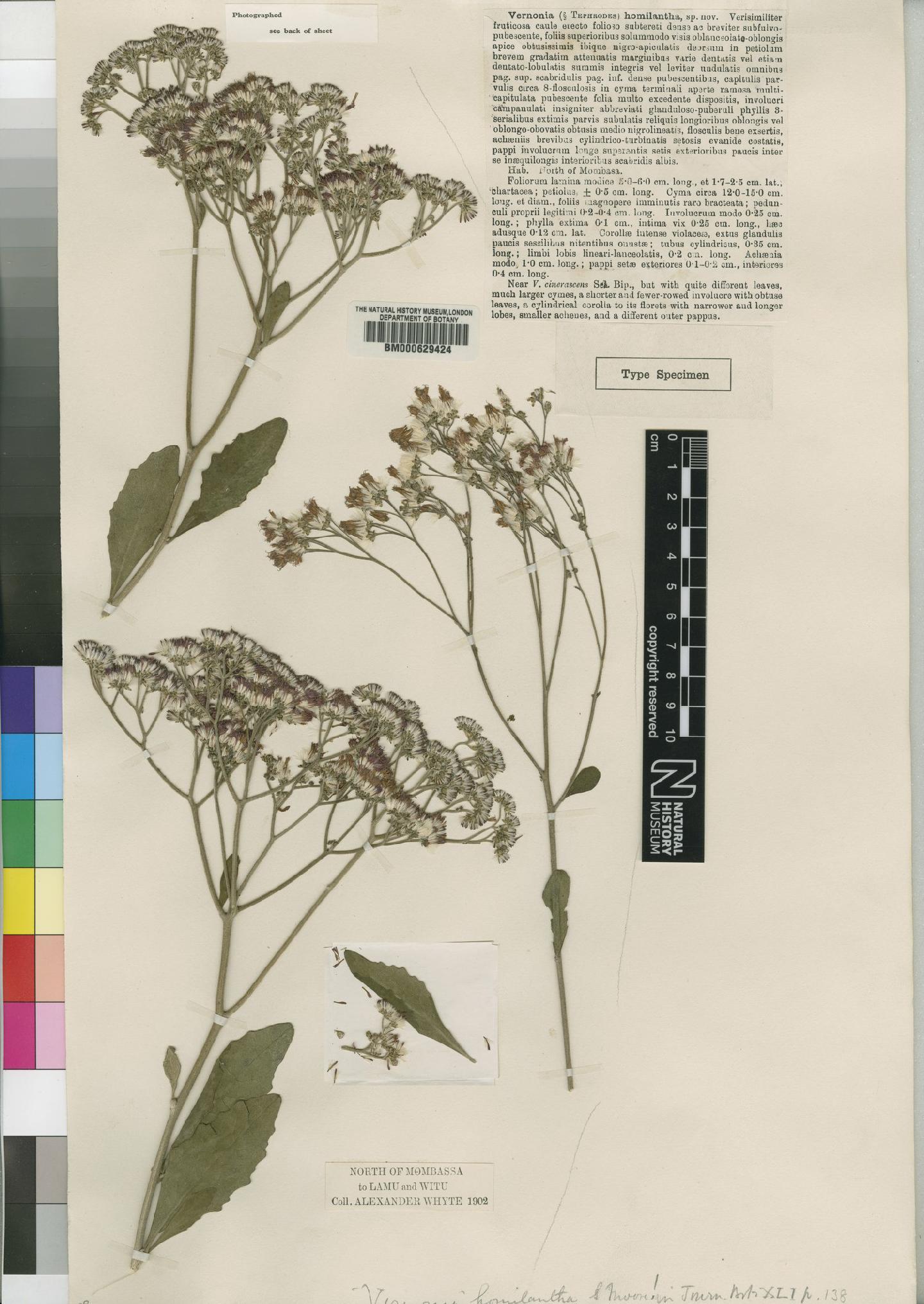 To NHMUK collection (Vernonia homilantha Moore; Type; NHMUK:ecatalogue:4526379)