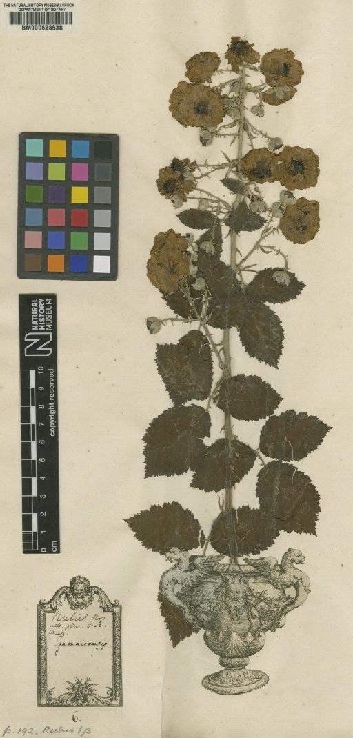 Rubus fruticosus L. - BM000628638