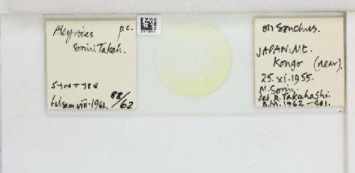 Aleyrodes sorini Takahashi, 1958 - 013479944_117703_1091841_157806_Type