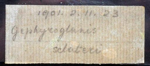 Gephyroglanis sclateri Boulenger, 1901 - 1901.2.11.23; Gephyroglanis sclateri; image of jar label; ACSI project image