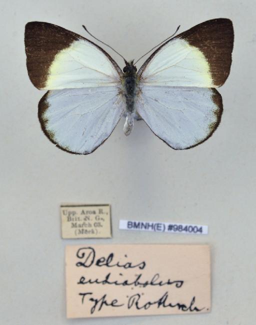 Delias eudiabolus Rothschild, 1915 - BMNH(E)984004_Delias eudiabolus_ Roths