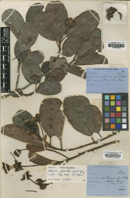 Dillenia pulchella (Jack) Gilg - BM000946039