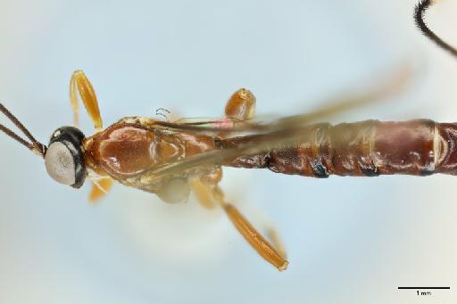 Anastelgis imposiblita Gauld, I.D., 2000 - 010824761_Analstelgis_imposibilita_HT_propodium_dorsal_view [focused past the wings so far as possible]