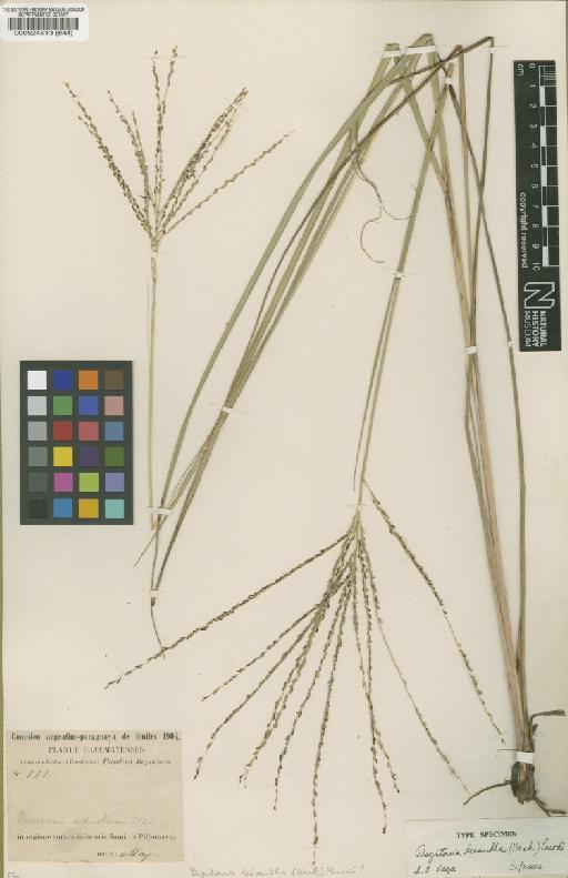Digitaria leiantha (Hack.) Parodi - BM000524813