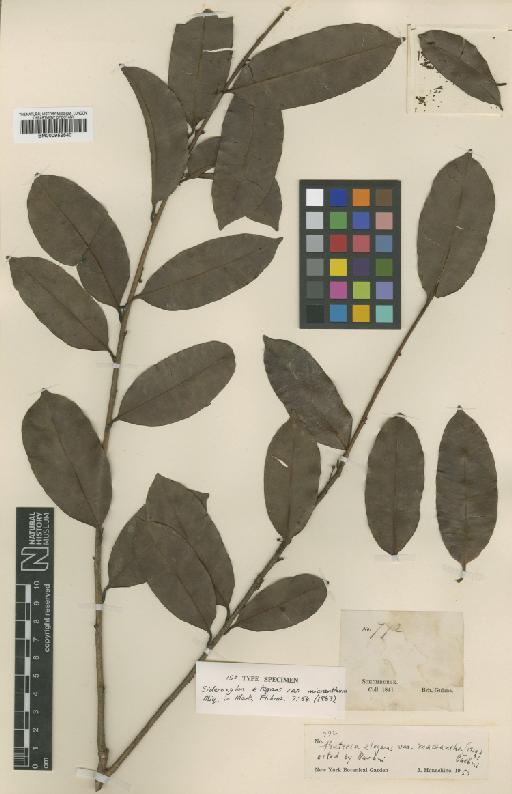 Pouteria cuspidata subsp. cuspidata (A.DC.) Baehni - BM000952540