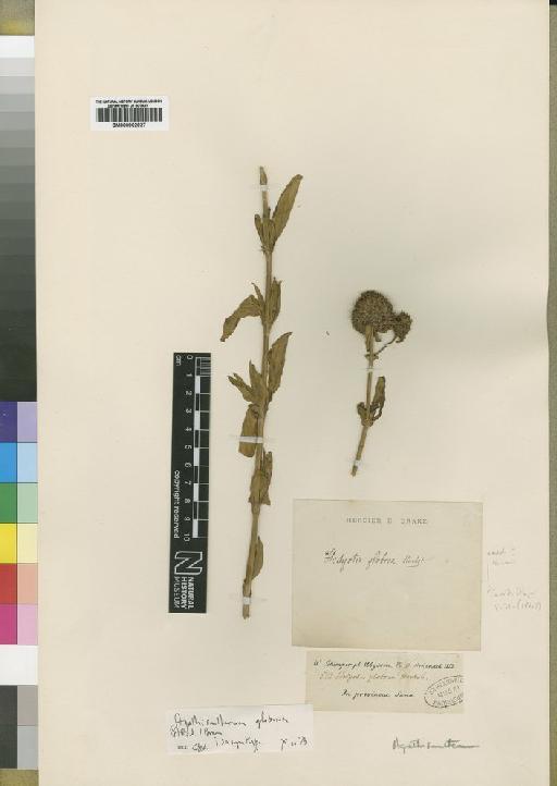Agathisanthemum globosum Brenan - BM000902927