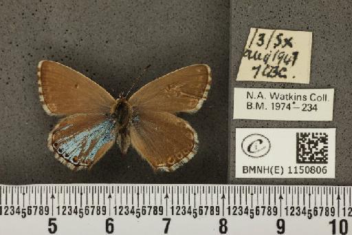 Lysandra coridon ab. inaequalis Tutt, 1896 - BMNHE_1150806_102624