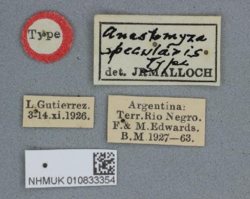 Anastomyza specularis Malloch, 1933 - 010833354 Anastomyza specularis holotype male labels