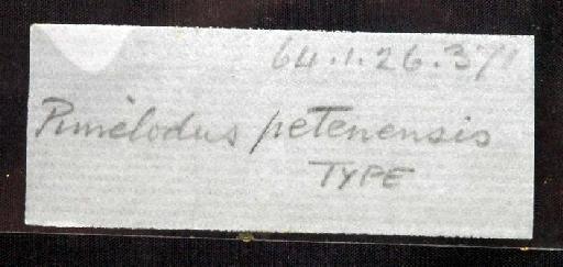 Pimelodus petenensis Günther, 1864 - 1864.1.26.371; Pimelodus petenensis; image of jar label; ACSI project image