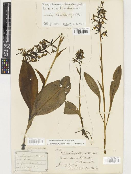 Platanthera chlorantha (Custer) Rchb. - BM001117949