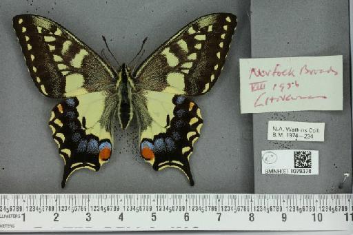 Papilio machaon britannicus Seitz, 1907 - BMNHE_1079378_64264