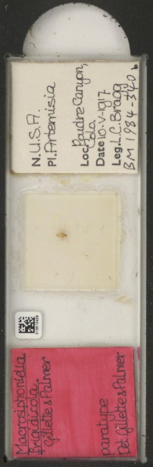 Macrosiphoniella frigidicola Gillette & Palmer, 1928 - 010013429_112660_1094722