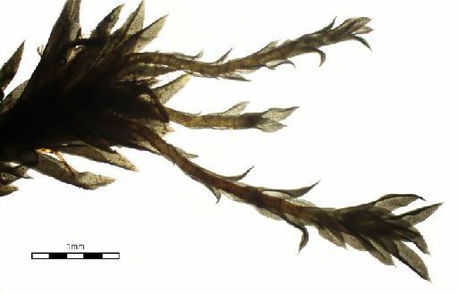 Leptodontium styriacum (Jur.) Limpr. - Didymodon styriacus_BM001006430sproutingtip.