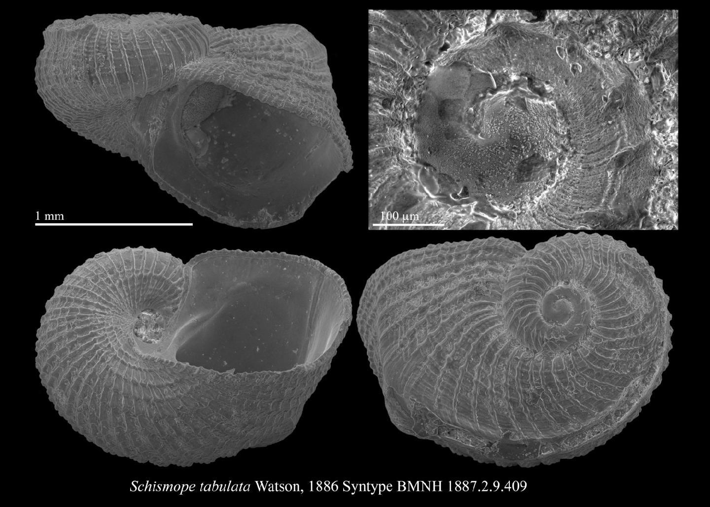 To NHMUK collection (Schismope tabulata R. B. Watson, 1886; LECTOTYPE; NHMUK:ecatalogue:3499652)