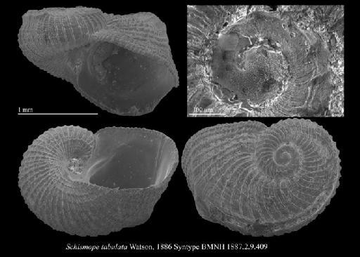 Schismope tabulata R. B. Watson, 1886 - 1887.2.9.409_lectotype