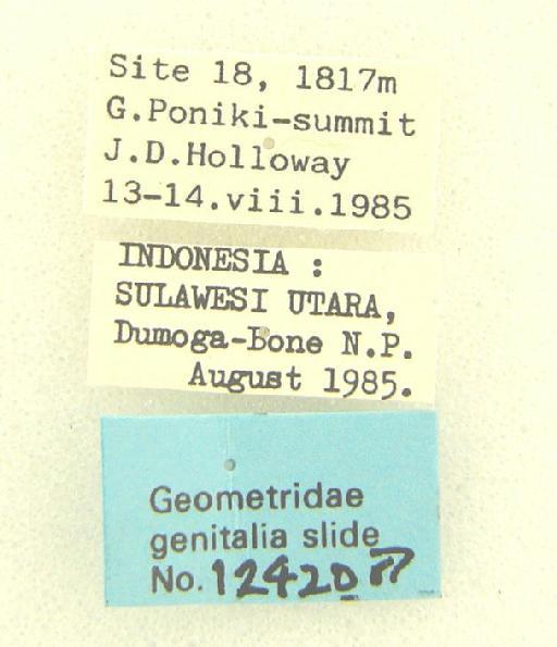 Ectropidia Warren, 1895 - Ectropidia sp 12420 labels