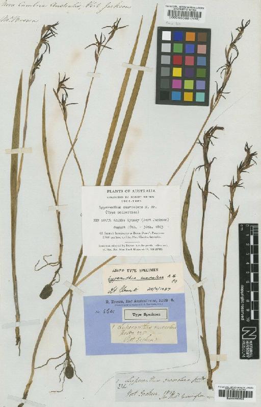 Lyperanthus suaveolens R.Br. - BM000990406