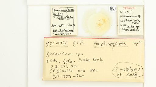 Amphorophora geranii Gillette & Palmer, 1929 - 014839182_112448_1092721_157842_Type