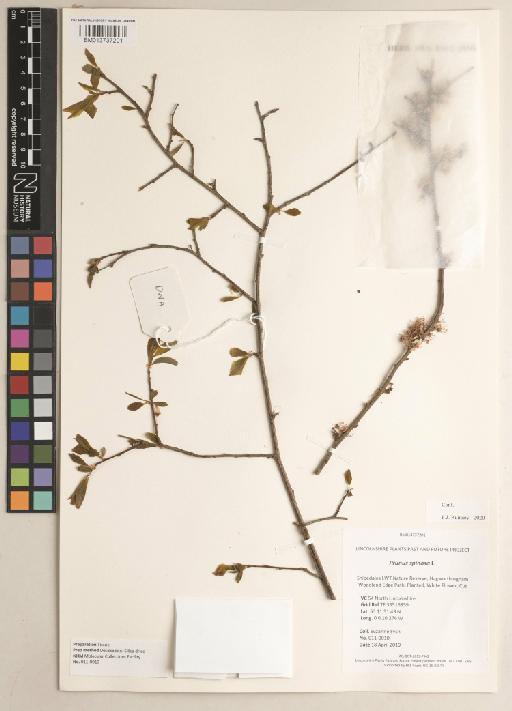 Prunus spinosa L. - 013737201