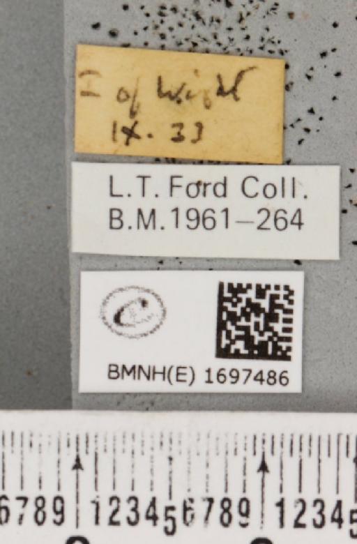 Nycteola revayana ab. ilicana Fabricius, 1781 - BMNHE_1697486_label_294387