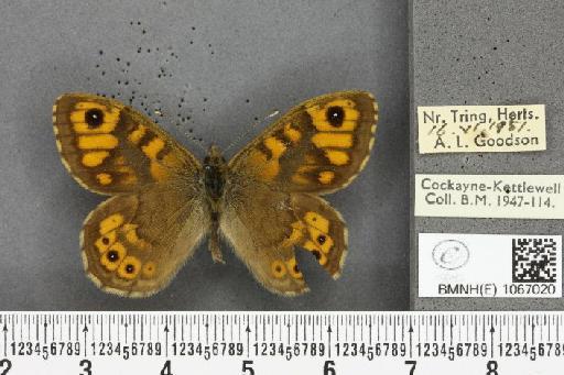 Lasiommata megera (Linnaeus, 1767) - BMNHE_1067020_30015