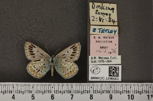 Polyommatus icarus icarus ab. albescens Tutt, 1910 - BMNHE_1298665_149259