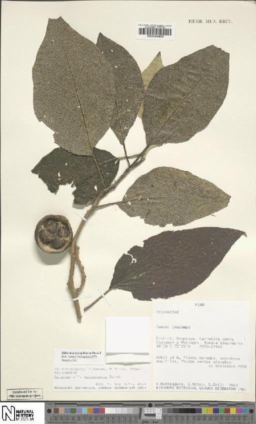 Solanum sycophanta Dunal - BM000934958