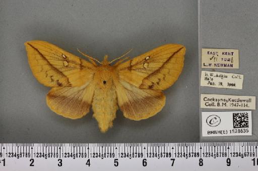 Euthrix potatoria ab. lutescens Tutt, 1902 - BMNHE_1528635_197137