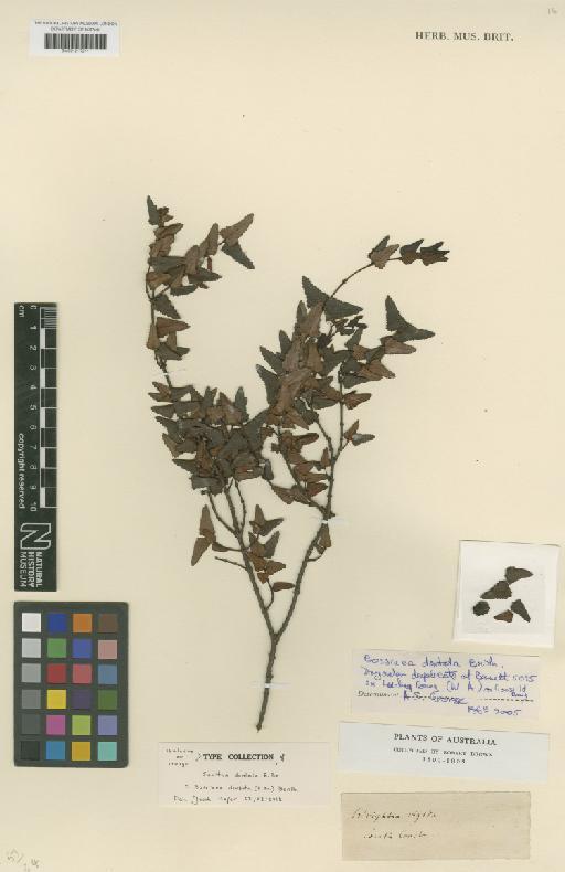 Bossiaea dentata (R.Br.) Benth. - BM001217211