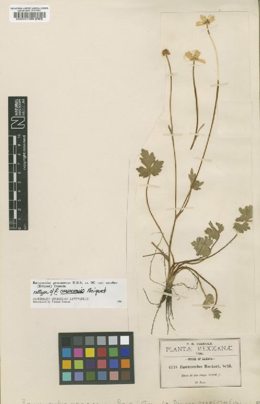 Ranunculus praemorsus var. amellus (Briq.) T.Duncan - BM000565589