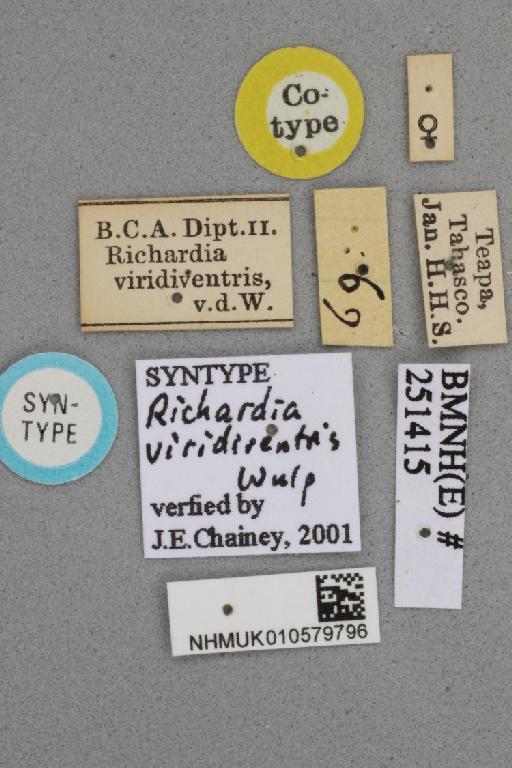 Richardia viridiventris van der Wulp, 1899 - Richardia viridiventris NHMUK 010579796 syntype female labels