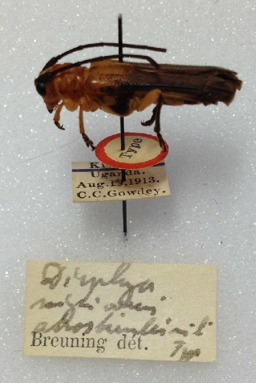 Nitakeris nigricornis atrosternalis (Breuning, 1956) - Dirphya nigricornis atrosternalis Breuning, 1956