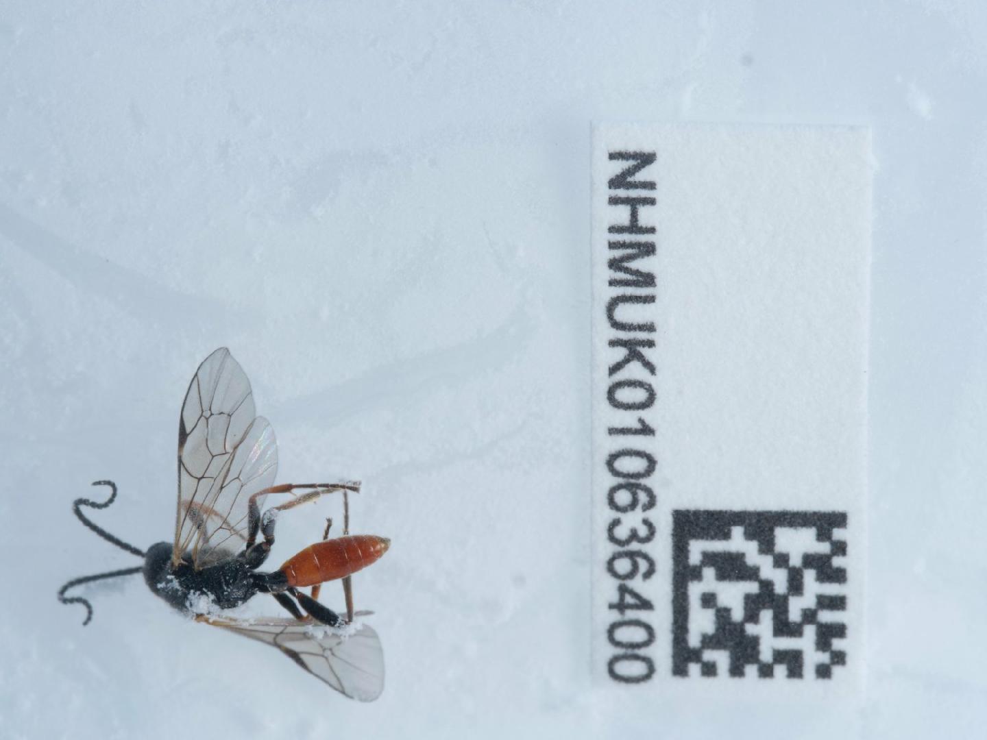 Endasys rusticus