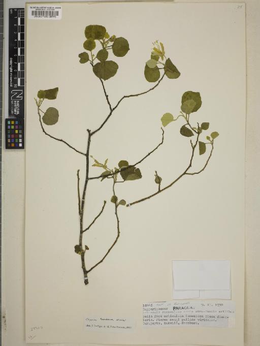 Capparis tweediana Eichler - BM000537932