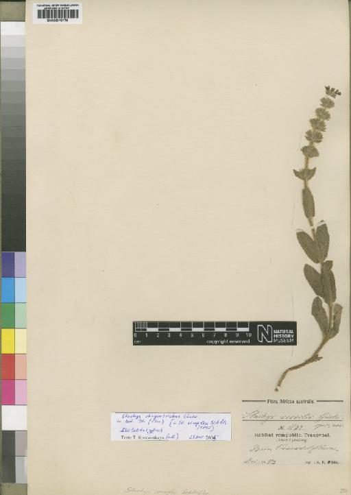 Stachys simplex Schltr. - BM000910176