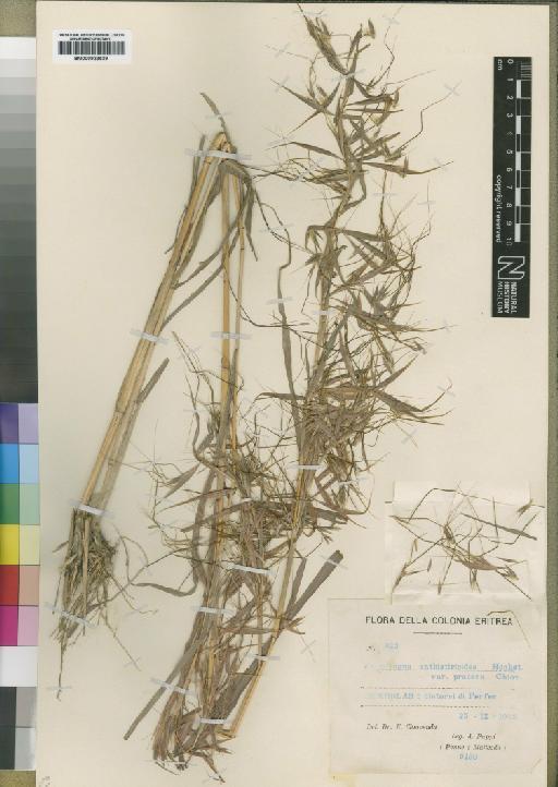 Hyparrhenia coleotricha (Steud.) Clayton - BM000923539