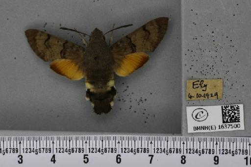 Macroglossum stellatarum (Linnaeus, 1758) - BMNHE_1637500_206186