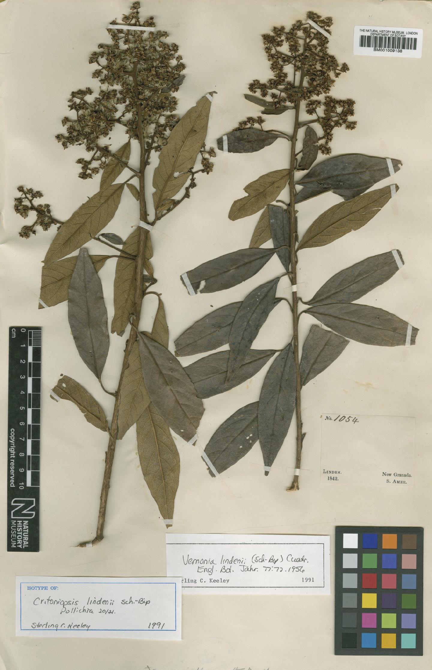 To NHMUK collection (Vernonia lindenii (Sch.Bip.) Cuatrec.; Isotype; NHMUK:ecatalogue:555821)