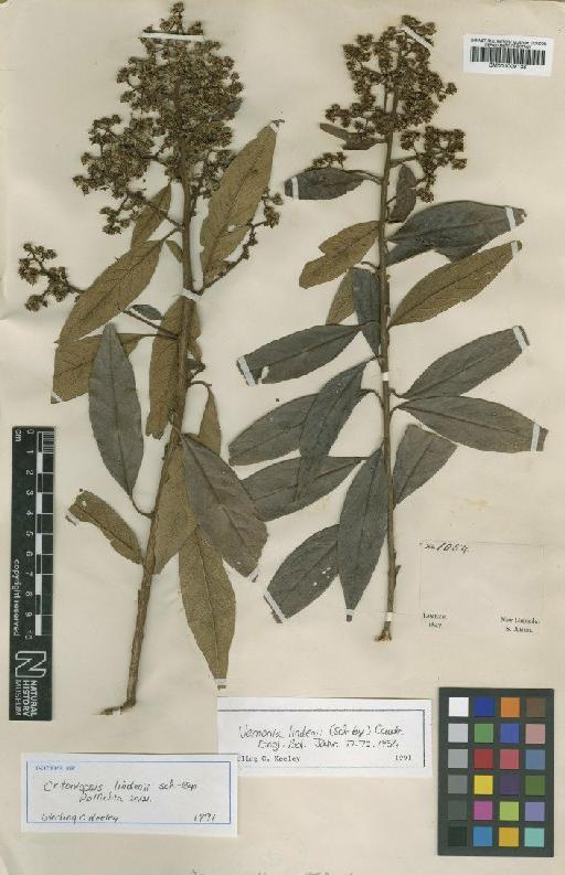 Vernonia lindenii (Sch.Bip.) Cuatrec. - BM001009138