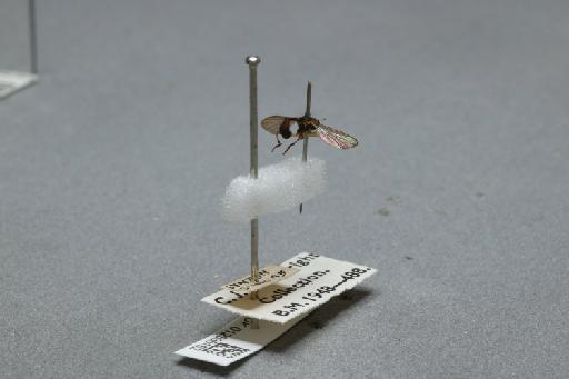 Sphegina (Sphegina) clunipes (Fallén, 1816) - 012535162_additional_1