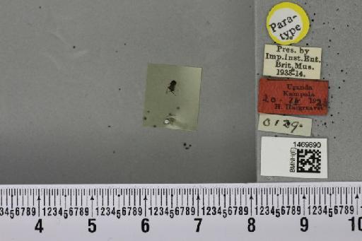 Melanagromyza chalcosoma Spencer, 1959 - BMNHE_1469890_45048