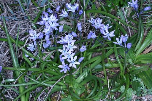 Hyacinthoides mauritanica (Schousb.) Speta - BB-181_plants