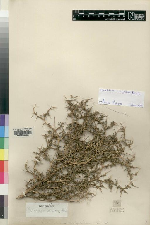 Melolobium calycinum Benth. - BM000645084