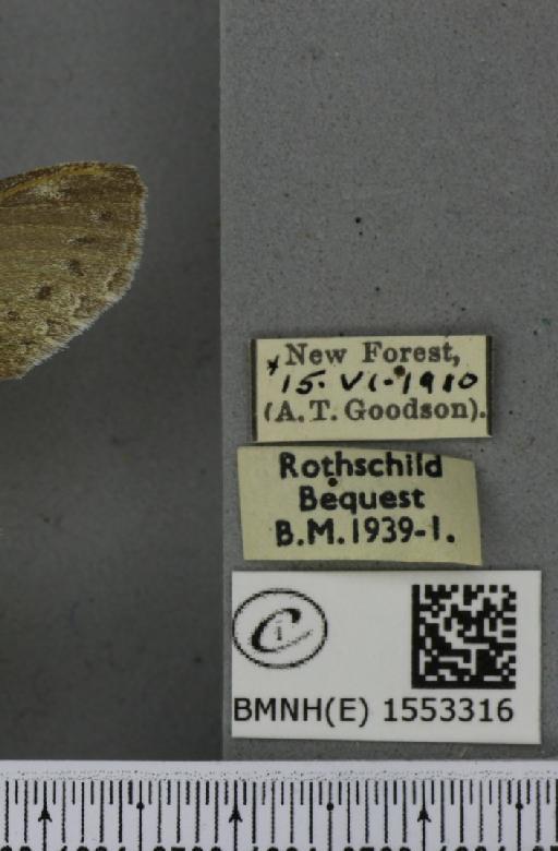 Stauropus fagi fagi (Linnaeus, 1758) - BMNHE_1553316_label_242862