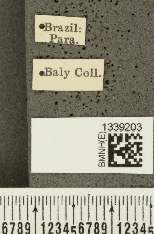 Acalymma bivittulum amazonum Bechyné, 1958 - BMNHE_1339203_label_20531