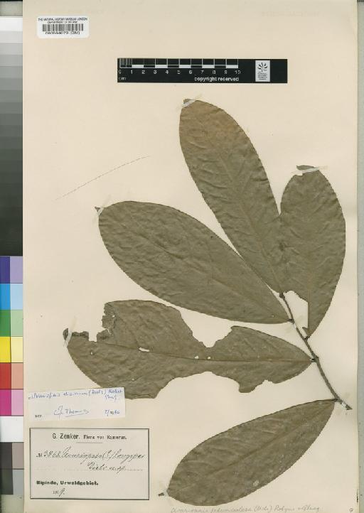 Uvariopsis dioica (Diels) Robyns & Ghesq. - BM000554078