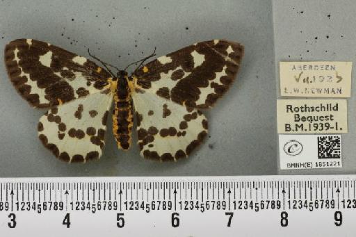 Abraxas grossulariata ab. lunulata Porritt, 1920 - BMNHE_1851221_414641