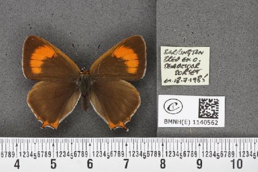 Thecla betulae (Linnaeus, 1758) - BMNHE_1140562_95999